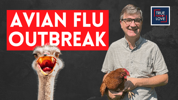 How Bird Flu Outbreaks Really Get Solved - The Ostrich Cull
